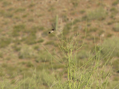 Male Hummingbird