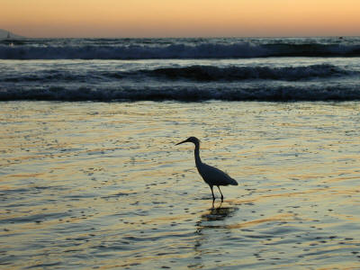 Hunting Heron (Puerto Vallarta)